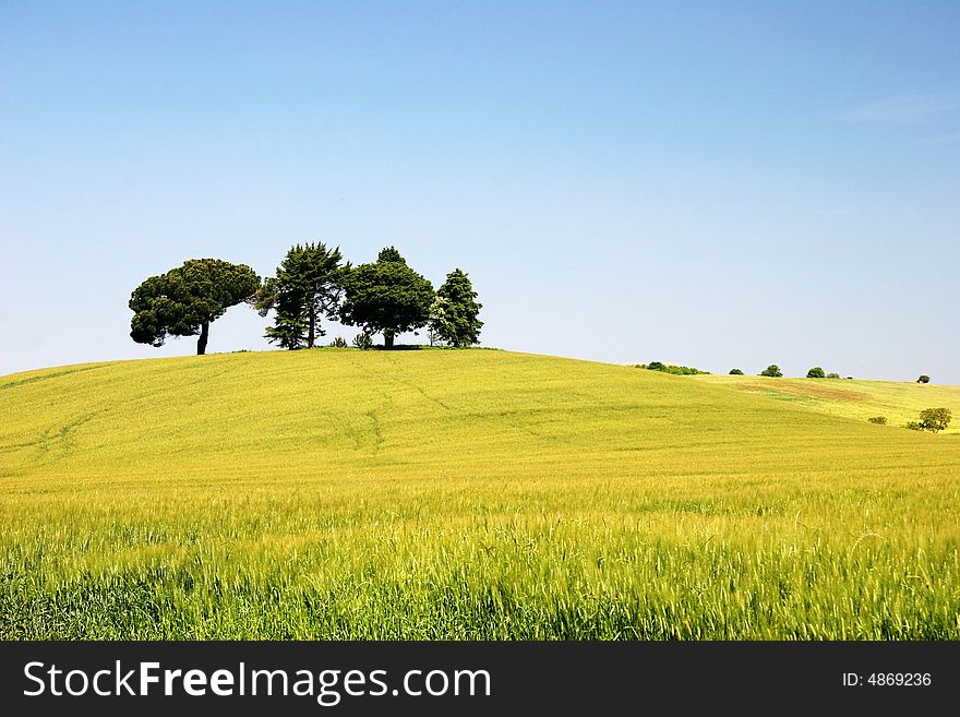 A picture of beautiful fields in the italy. A picture of beautiful fields in the italy
