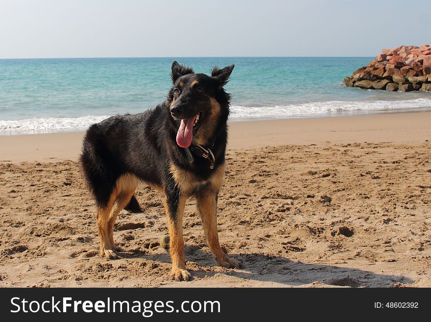 Young German Shepherd dog at the beach in Puerto Vallarta Mexico. Young German Shepherd dog at the beach in Puerto Vallarta Mexico