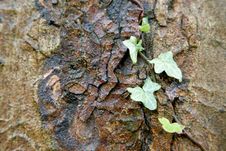 Ivy Growing On Bark Stock Photo Ivy Growing On Bark Stock Photo