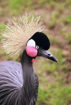 African Crowned Crane Royalty Free Stock Photos