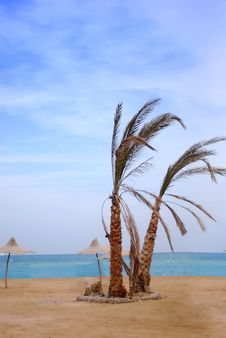 Palms On The Beach Stock Photography Palms On The Beach Stock Photography