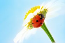 Ladybug On Camomile Flower Royalty Free Stock Photos