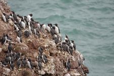Guillemots At Fowlsheugh Royalty Free Stock Image