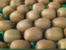 Kiwi Fruits Stock Image Kiwi Fruits Stock Image