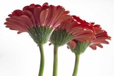 Gerbera Daisies Stock Photo Gerbera Daisies Stock Photo
