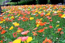 Flower Garden Royalty Free Stock Photography Flower Garden Royalty Free Stock Photography