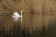 Swan Lake Royalty Free Stock Photos Swan Lake Royalty Free Stock Photos