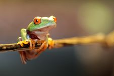 Red Eyed Tree Frog Royalty Free Stock Photos Red Eyed Tree Frog Royalty Free Stock Photos