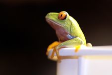 Red Eyed Tree Frog Stock Photo