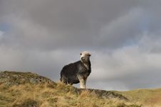 Herdwick Sheep Stock Image