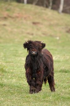 Highland Cow Calf Royalty Free Stock Photo Highland Cow Calf Royalty Free Stock Photo