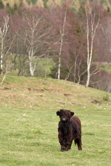 Highland Cow Calf Stock Image Highland Cow Calf Stock Image