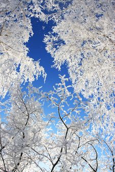 Snow Branch Royalty Free Stock Image Snow Branch Royalty Free Stock Image
