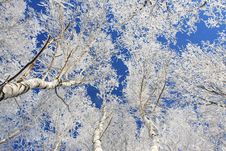Snow Branch Royalty Free Stock Images Snow Branch Royalty Free Stock Images