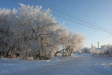 Winter Tree Royalty Free Stock Image Winter Tree Royalty Free Stock Image