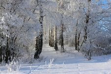 Winter Tree Royalty Free Stock Photo Winter Tree Royalty Free Stock Photo