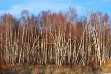 Aspen Trees Royalty Free Stock Images