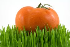 Tomato On Grass Royalty Free Stock Photo Tomato On Grass Royalty Free Stock Photo