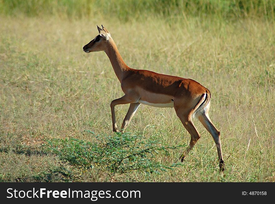 A young female Impala walking in the bush. A young female Impala walking in the bush