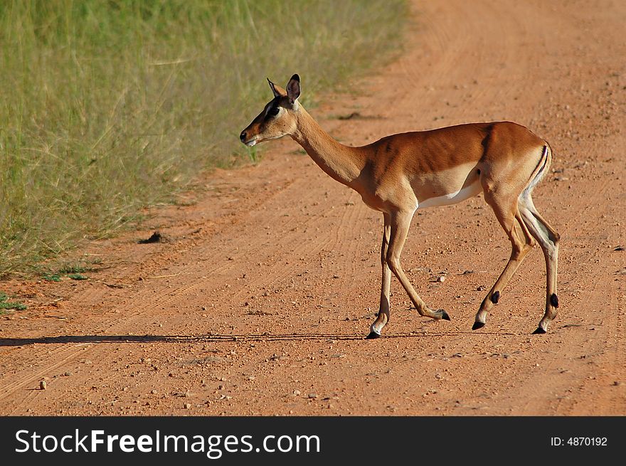 A young female Impala antelope walking across the road