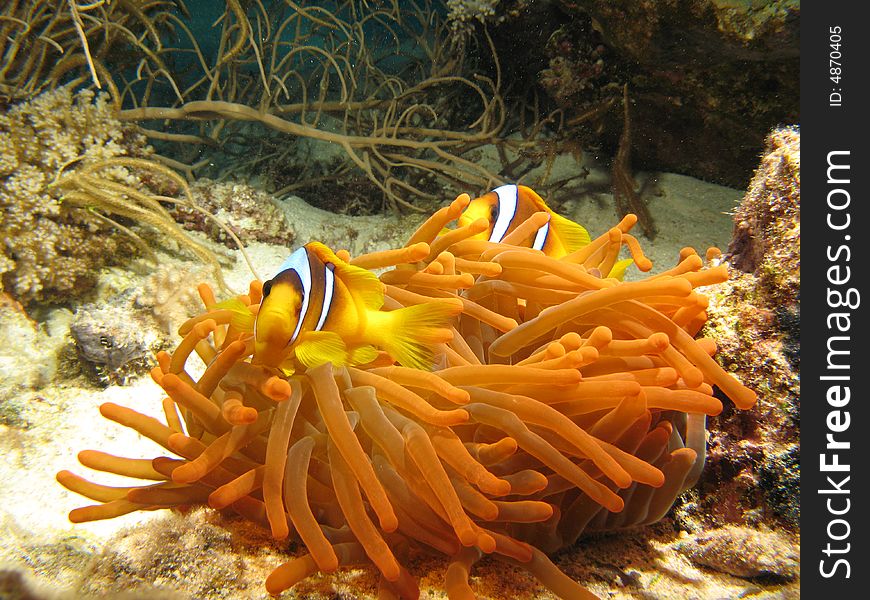 Anemonefish  in anemons on a reef