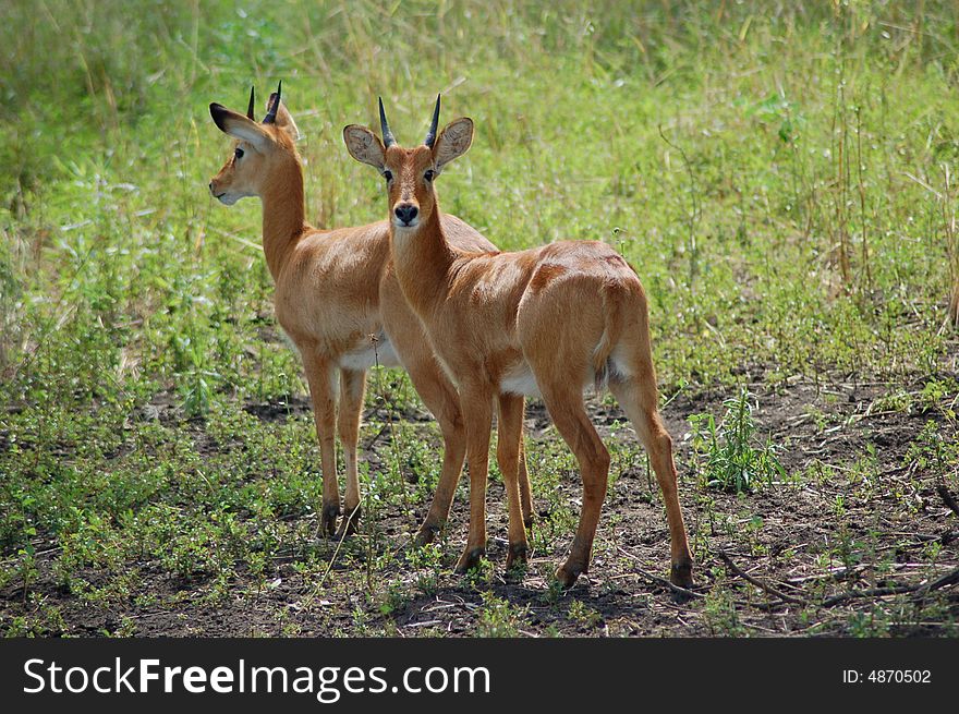 Two young puku's alert in the bush. Two young puku's alert in the bush