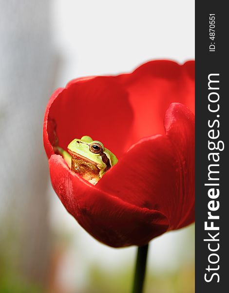 Green frog in  red tulip