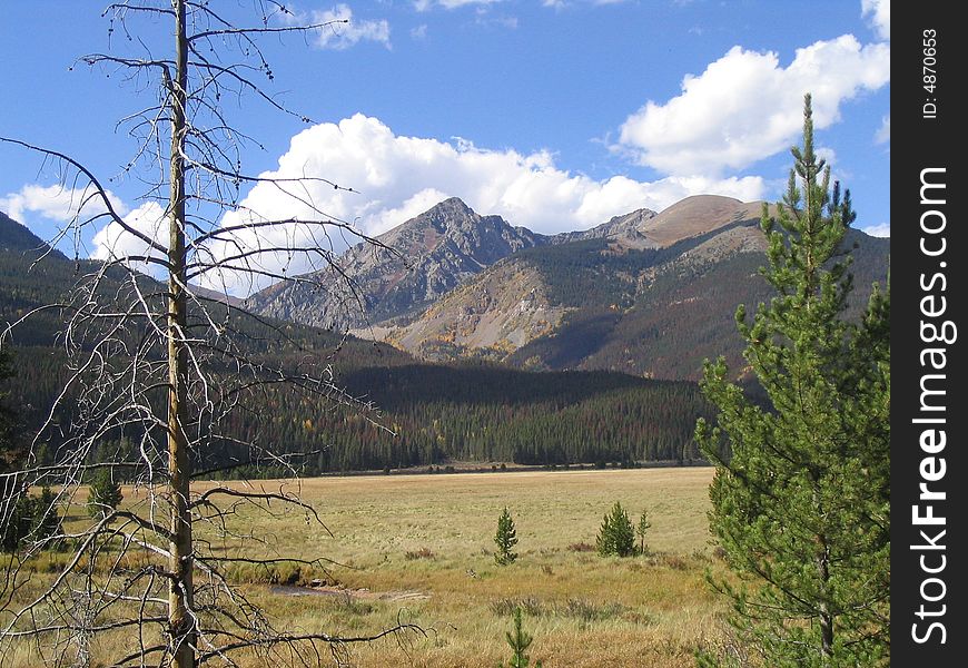 Majestic mountain peak above the flat plains in late summer. Green pines, purple shadows on the distant peak contrast with the late summer grass and ancient tree defiantly still standing. Majestic mountain peak above the flat plains in late summer. Green pines, purple shadows on the distant peak contrast with the late summer grass and ancient tree defiantly still standing.
