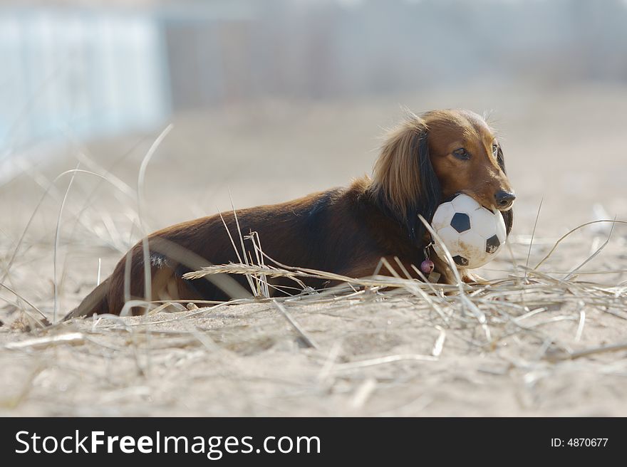 Longhair dachshund lain on a straw with a ball