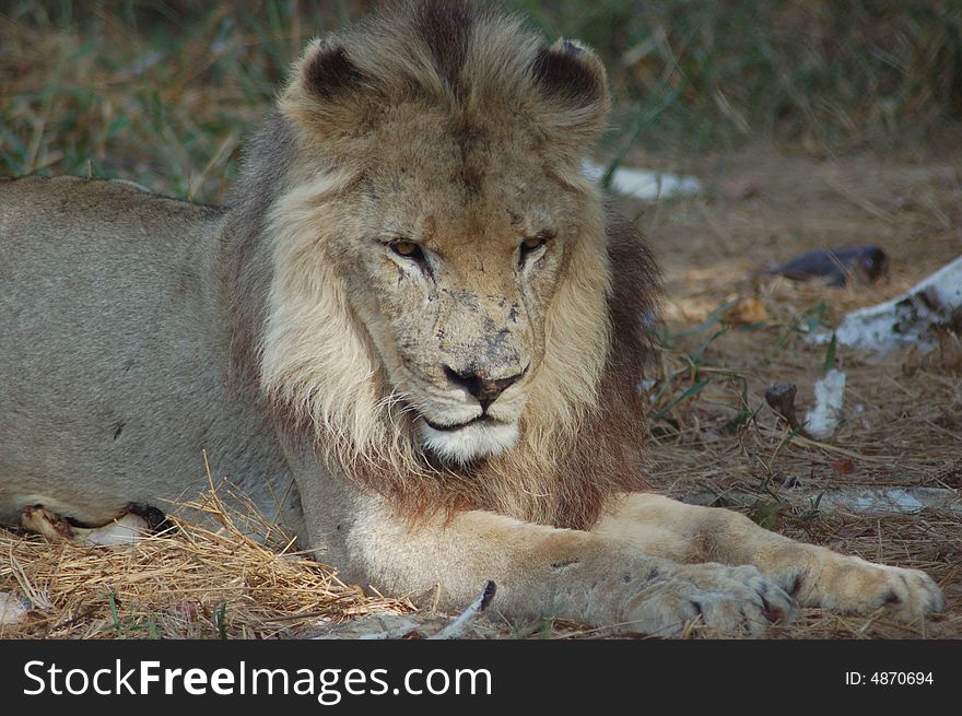 An old male lion resting amongst bones