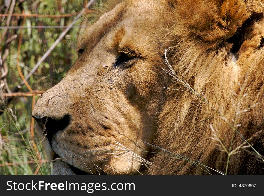 A male african lion. Lion Park South Africa. A male african lion. Lion Park South Africa