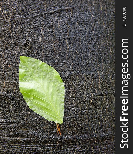 Green Leaf on a wet bark