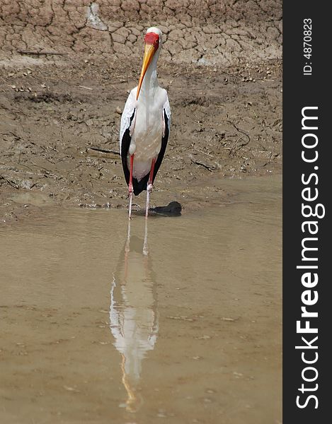 A yellow billed stork waiting patiently for a meal