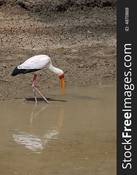 A yellow billed stork ready to catch fish