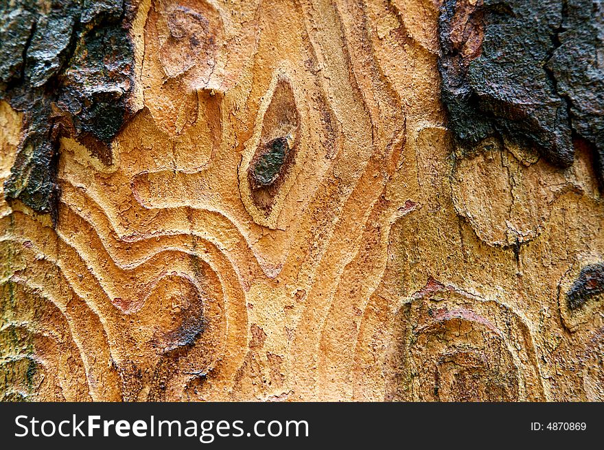 Bark texture useful as background