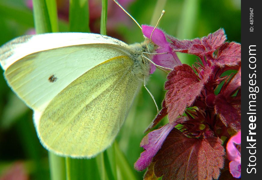 A large white butterfly, latin name is Pieris brassicae, commonly found on meadows and/or open fields