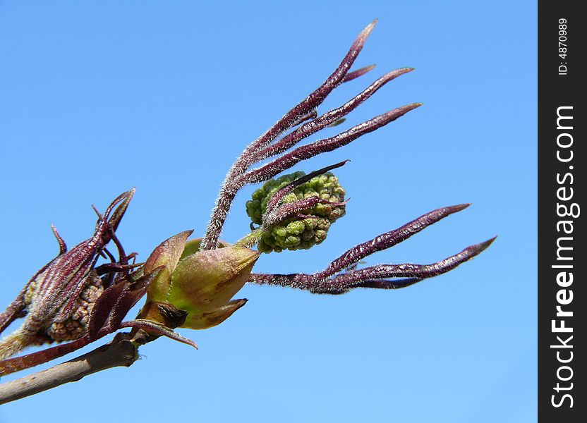 Close-up of branch with open bud on blue sky background. Close-up of branch with open bud on blue sky background