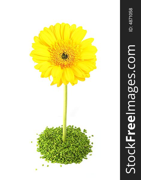 Beautiful Yellow Gerber Flower isolated on white.