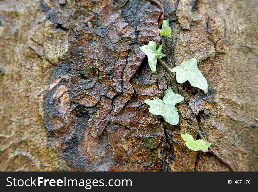 Ivy growing on bark