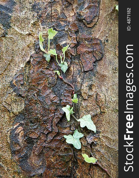 Ivy growing on bark