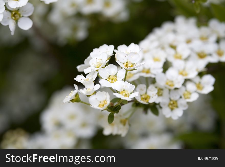 White spring blossom on a branch. White spring blossom on a branch