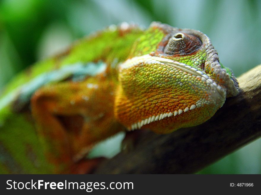 Multi-colored lizard on a tree branch. Multi-colored lizard on a tree branch.
