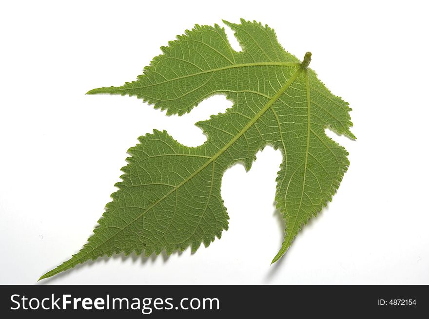 Green leaf On white,The back of the leaf