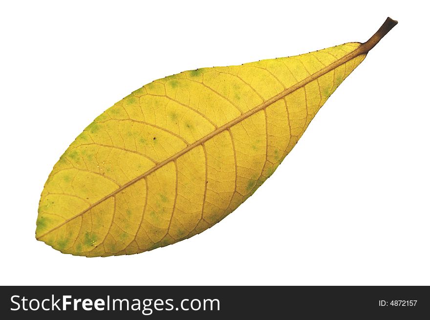 Yellow leaf On white,The front of the Elaeocarpus leaf.