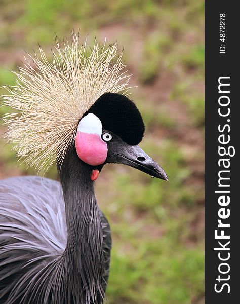 Close up of an African crowned crane