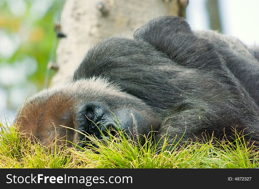 A close up of Silverback Gorilla