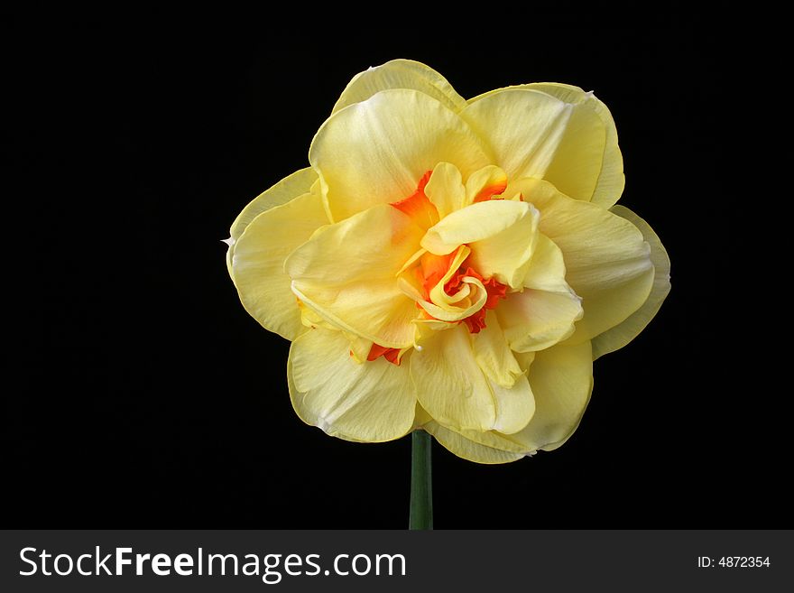 Yellow daffodil on the black background