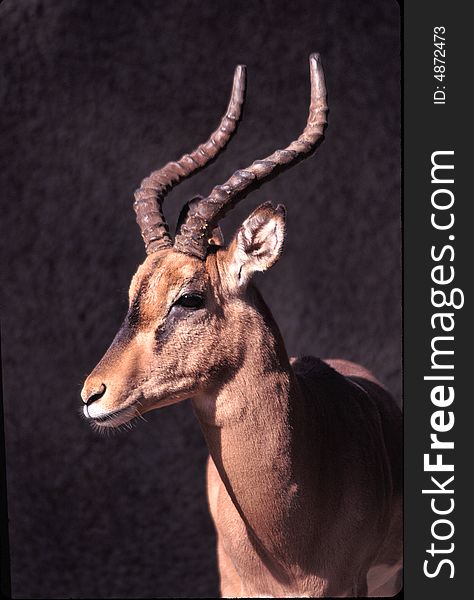 A portrait of a Black-faced Impala with a dark background.