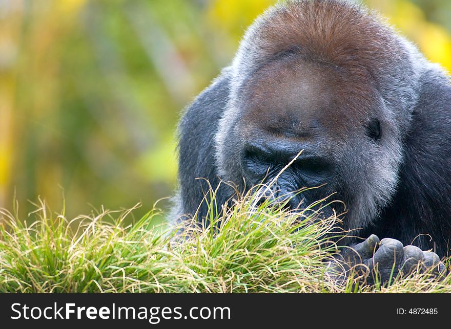 A close up of Silverback Gorilla