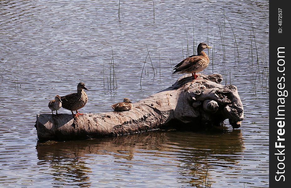 Several ducks resting on a floating log. Several ducks resting on a floating log.